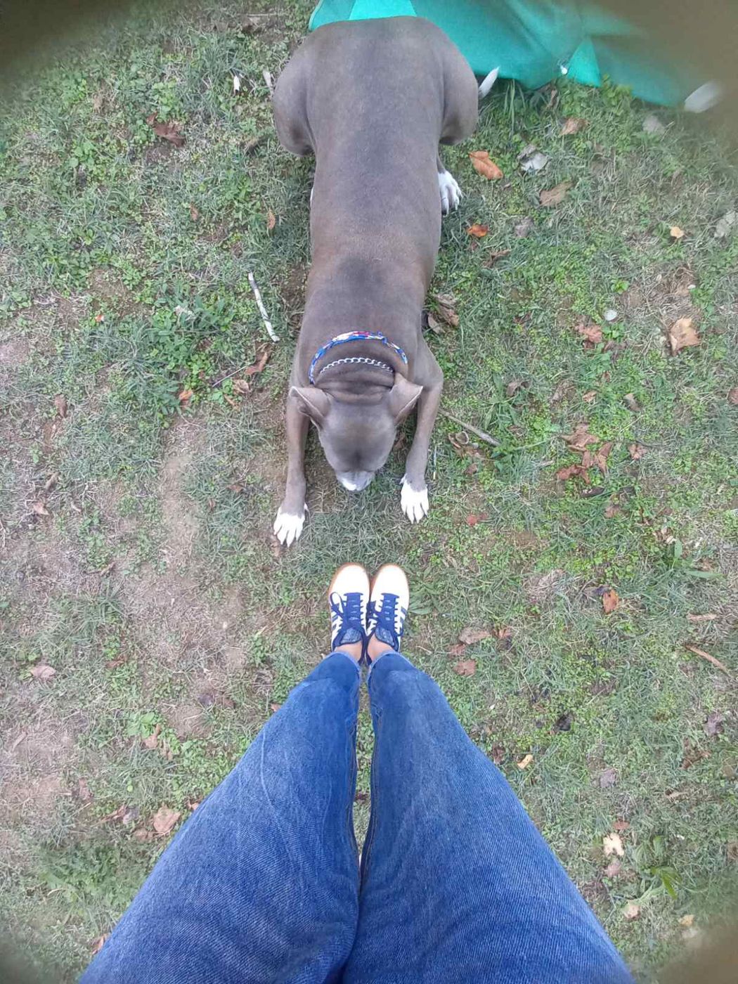 Sivi pas na travi zastaje ispred Lane tokom šetnje.