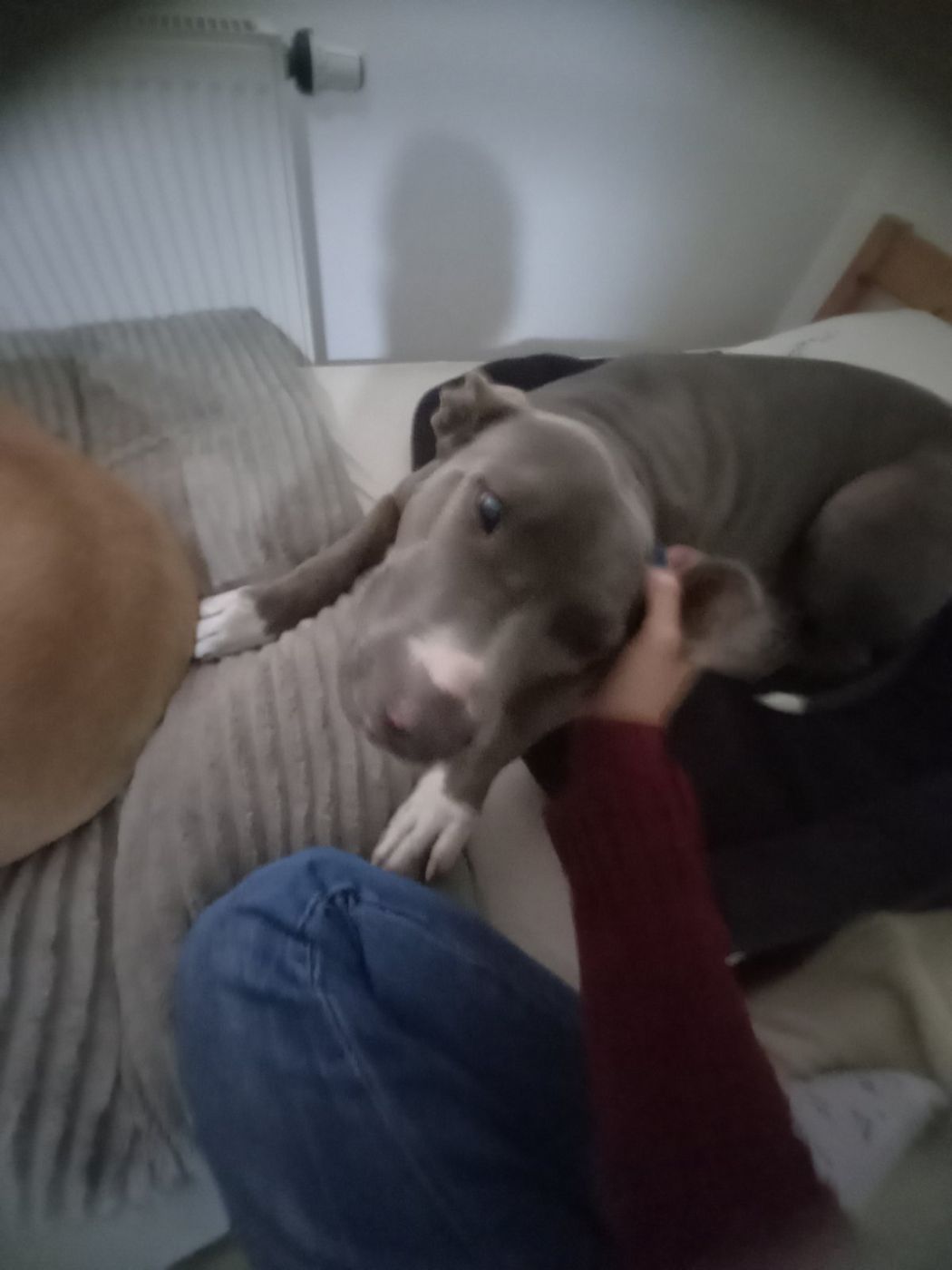 Sivi pas odmara na kauču uz Lanu.